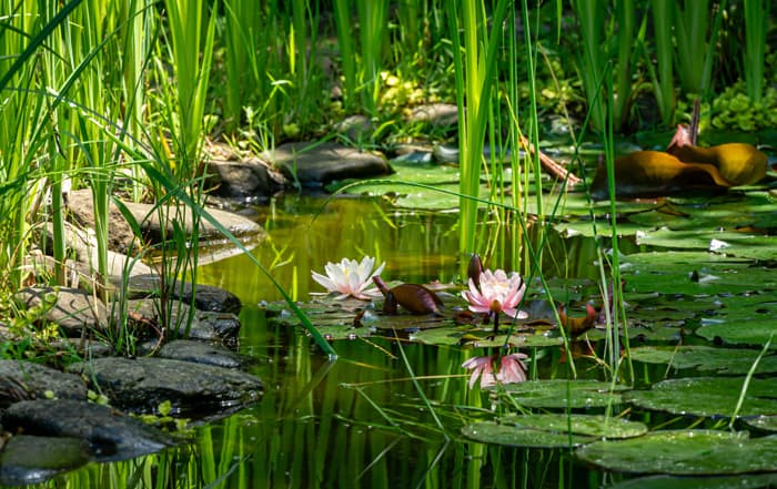 Teich
