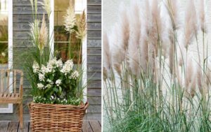 Plants & Flowers Foundation Holland