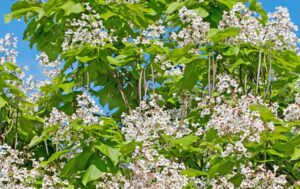 Catalpa bignonioides