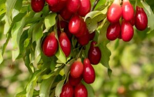 Cornus mas AdobeStock