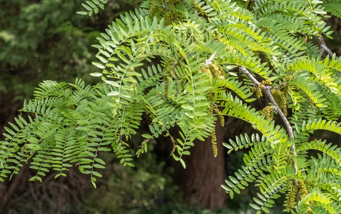 Gleditsia triacanthos