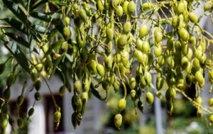Koelreuteria paniculata