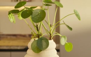 Pilea_peperomioides