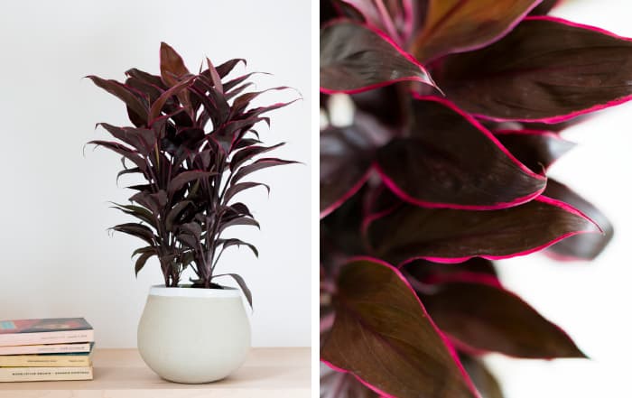 Cordyline fruticosa Mambo