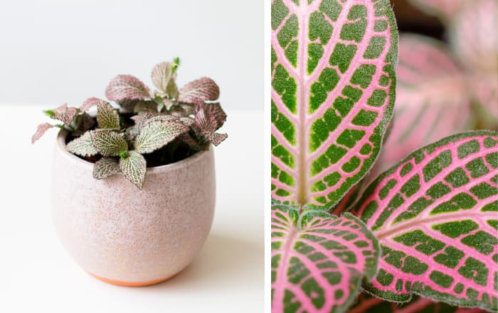 Fittonia albivenis PinkForestFlame