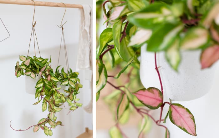 Hoya carnosa Tricolor