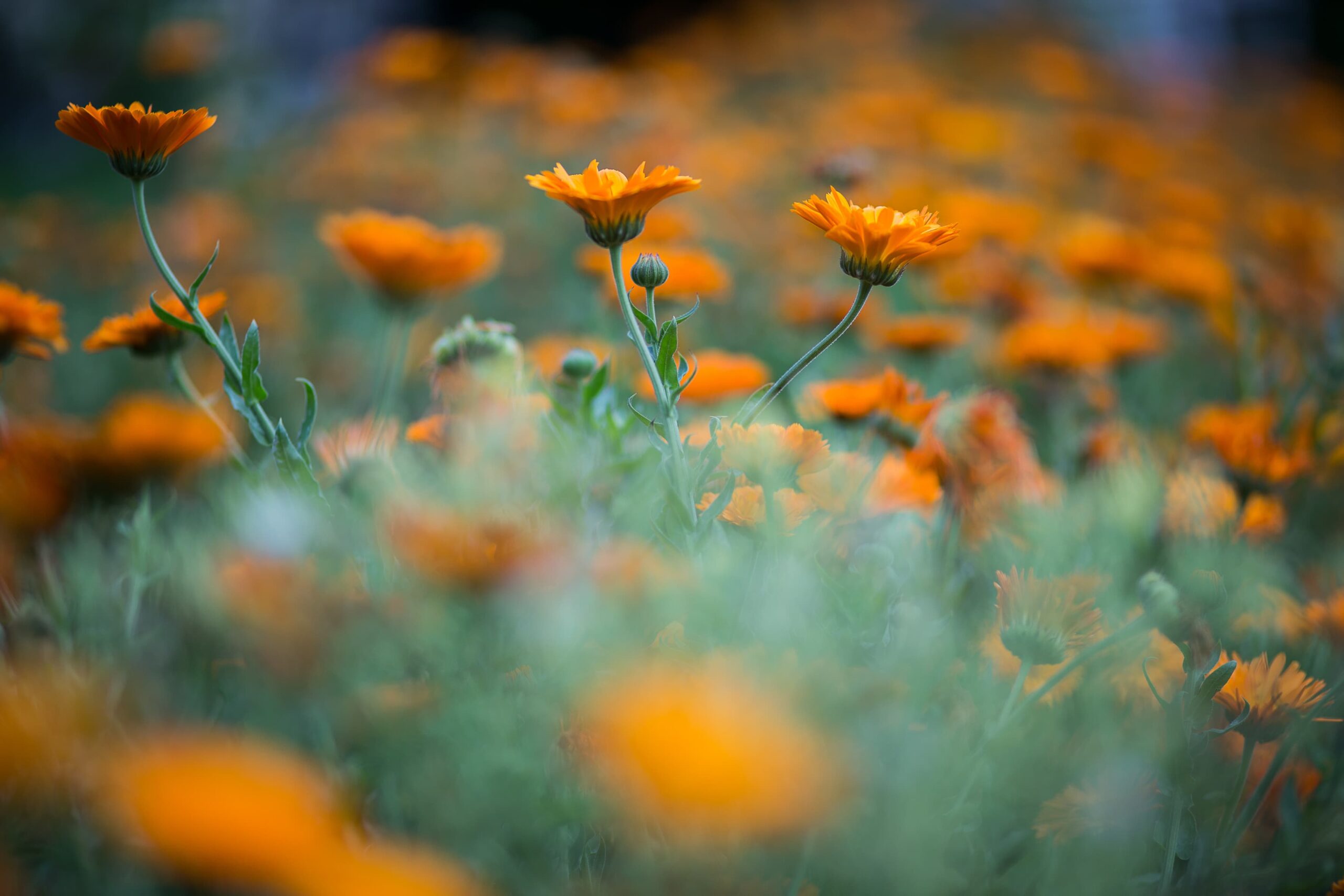 AdobeStock