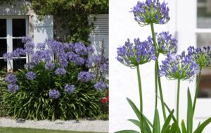 Agapanthus_koenig