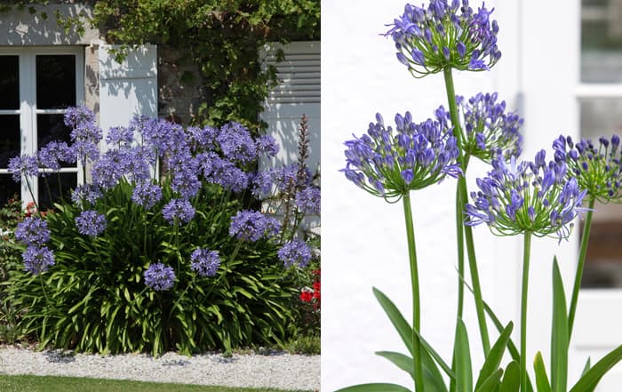 Agapanthus_koenig