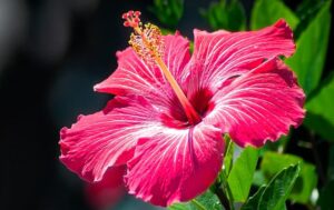 Hibiscus