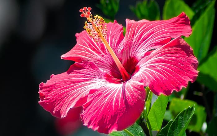 Hibiscus