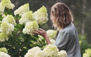 Hydrangea_paniculata