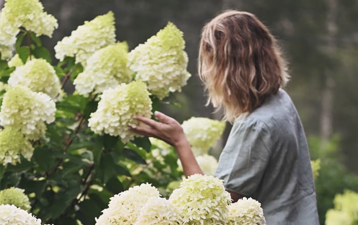 Hydrangea_paniculata