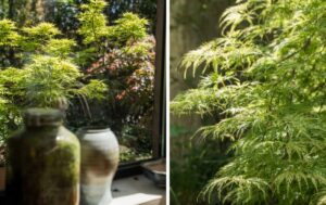 Acer