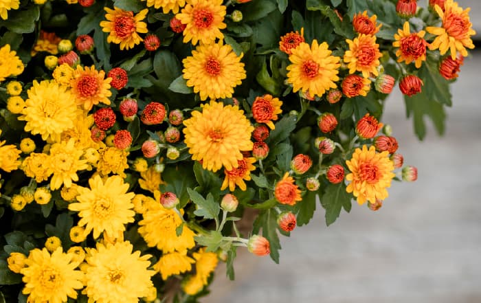 Chrysanthemum_Blüten