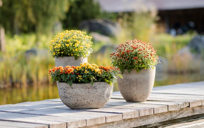 Chrysanthemum Chrysanthemum