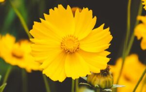Coreopsis