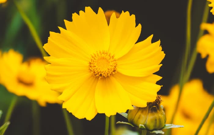 Coreopsis