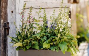 Digitalis
