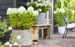 Hydrangea_paniculata