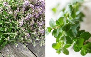 Origanum