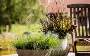 Pennisetum