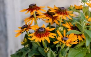 Rudbeckia