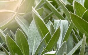 Salvia