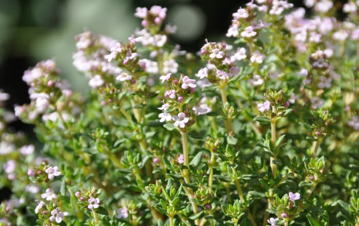 Thymus