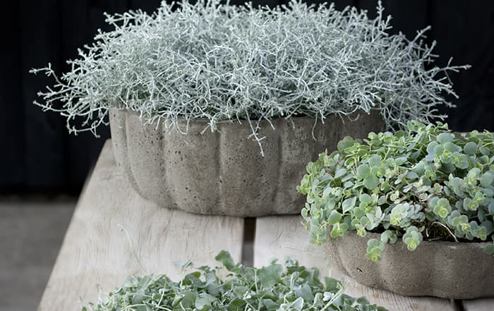 Leucophyta_brownii_Sedum