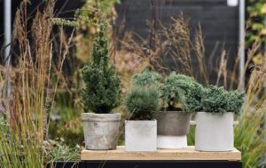 Pinus_mugo_Juniperus