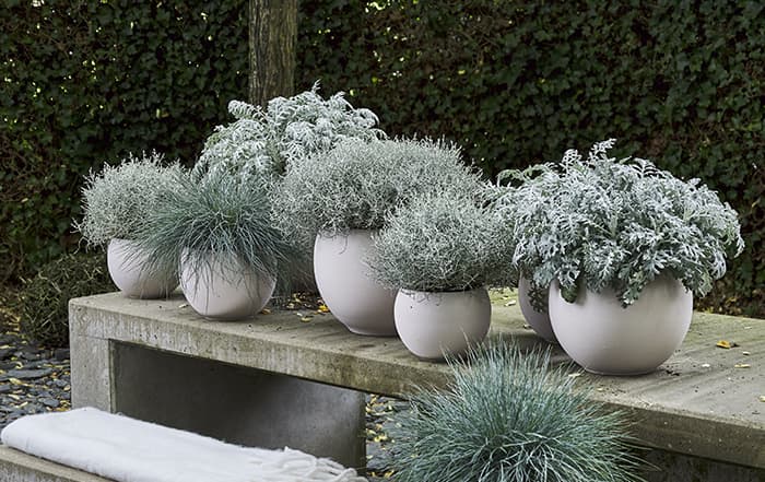 Senecio Senecio
