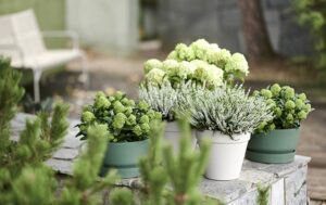 Skimmia_Calluna