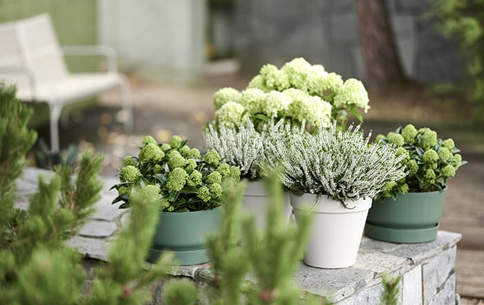 Skimmia_Calluna