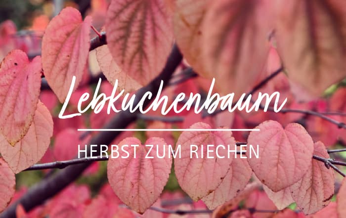 Cercidiphyllum japonicum