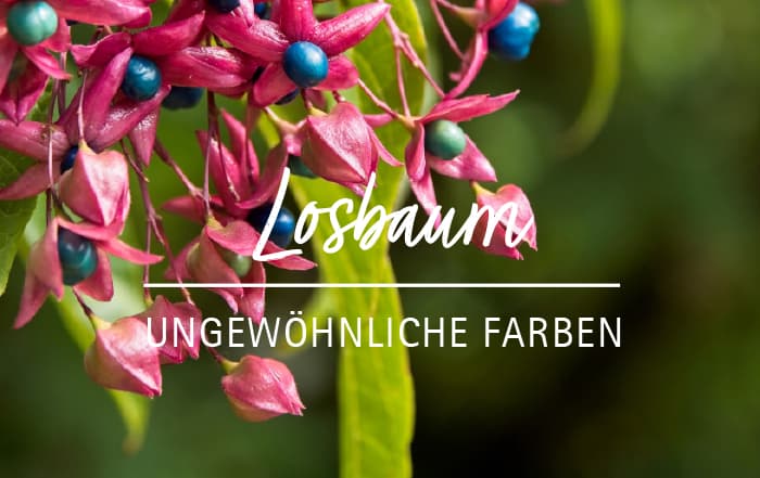 Clerodendrum trichotomum