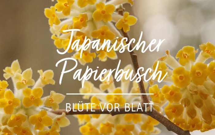 Edgeworthia chrysantha