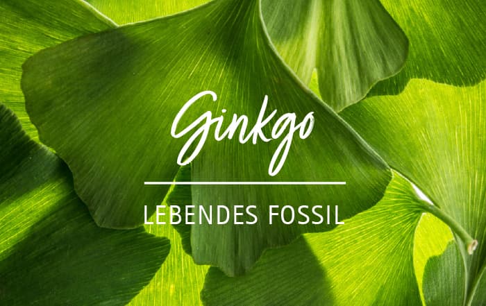 Ginkgo